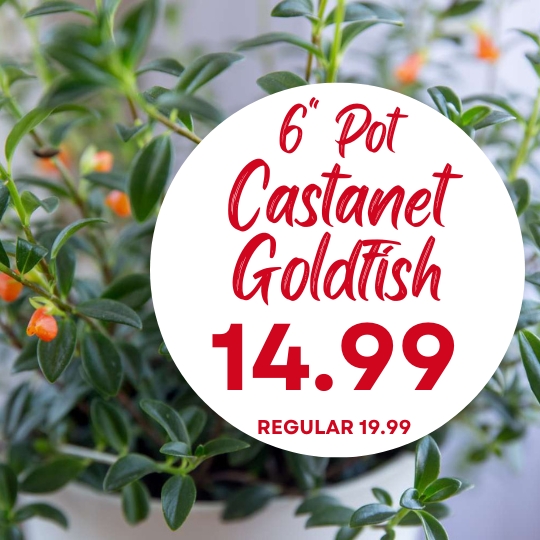 A green castanet goldfish plant with orange buds in a white pot, and a sign showing 6" pot for $14.99, regular price $19.99.
