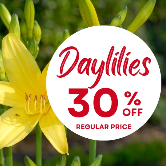 Yellow daylily flower with a white circle overlay displaying "Daylilies 30% off regular price" in red text.