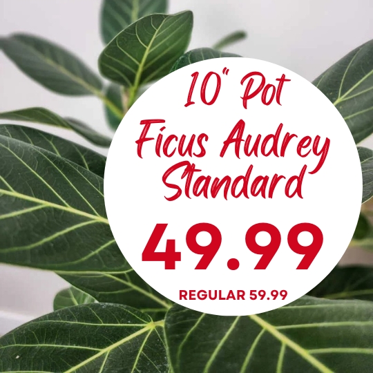 Close-up of Ficus Audrey plant leaves with a white circle overlay showing "10'' Pot Ficus Audrey Standard 49.99, Regular 59.99" in red text.
