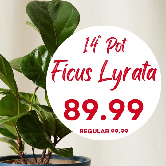 A potted Ficus Lyrata plant with a sign showing a 14" pot for $89.99, regular price $99.99, in red and white text.