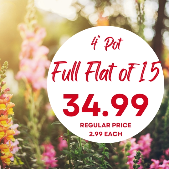 A garden with blooming flowers and a sign reading "4" Pot Full Flat of 15, 34.99, regular price 2.99 each" in red text.