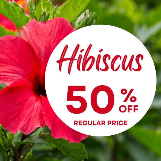 Close-up of a red hibiscus flower with a circular sign that reads "Hibiscus 50% off regular price" in red text.