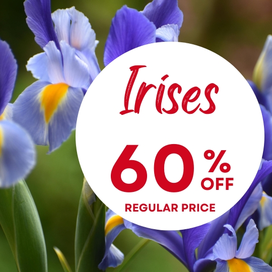 Purple irises with yellow centers surround a white circle displaying "Irises 60% off regular price" in red text.