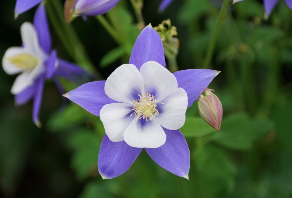 A close-up of a purple and white columbine, one of the beautiful hummingbird plants Louisiana gardens adore, with green leaves and a flower bud.
