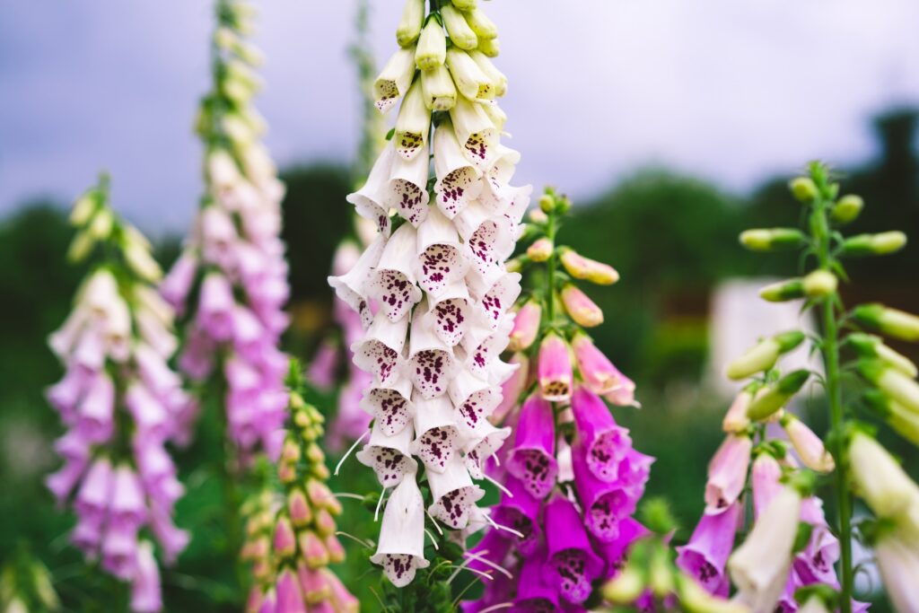 Close-up of white and purple foxglove flowers—popular hummingbird plants in Louisiana—surrounded by green stems and blurred background foliage.