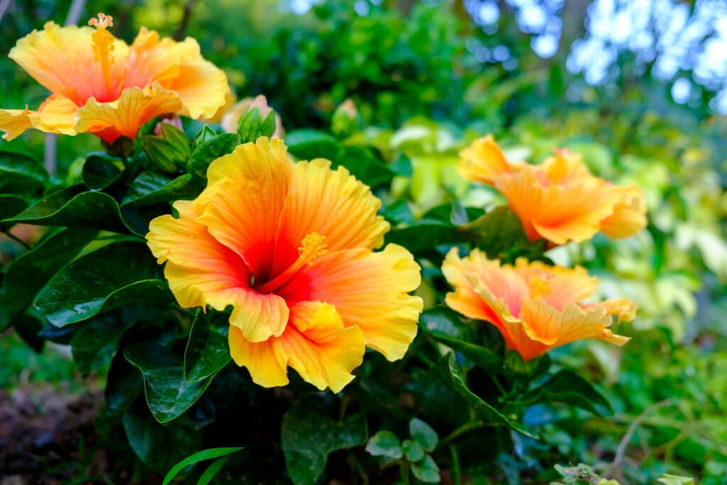 Four yellow-orange hibiscus flowers with green leaves, blooming in a garden—perfect hummingbird plants for Louisiana landscapes.