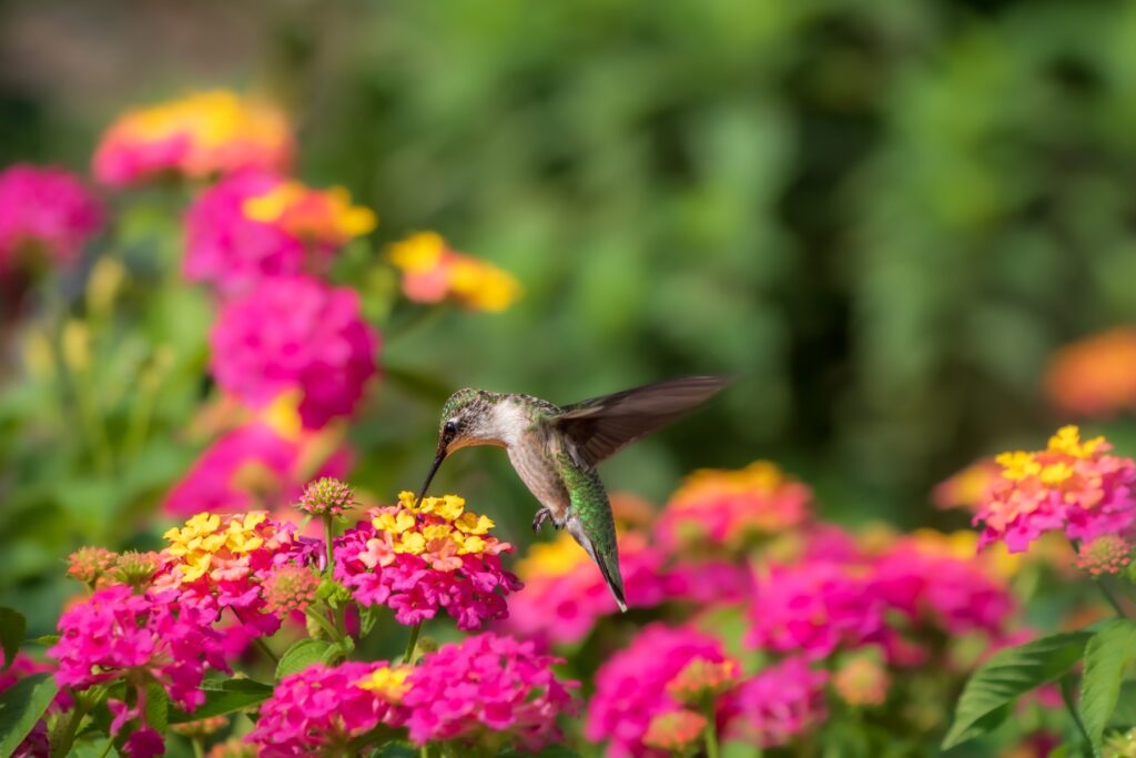 A hummingbird hovers near vibrant pink and yellow hummingbird plants, set against a green blurred background in Louisiana.