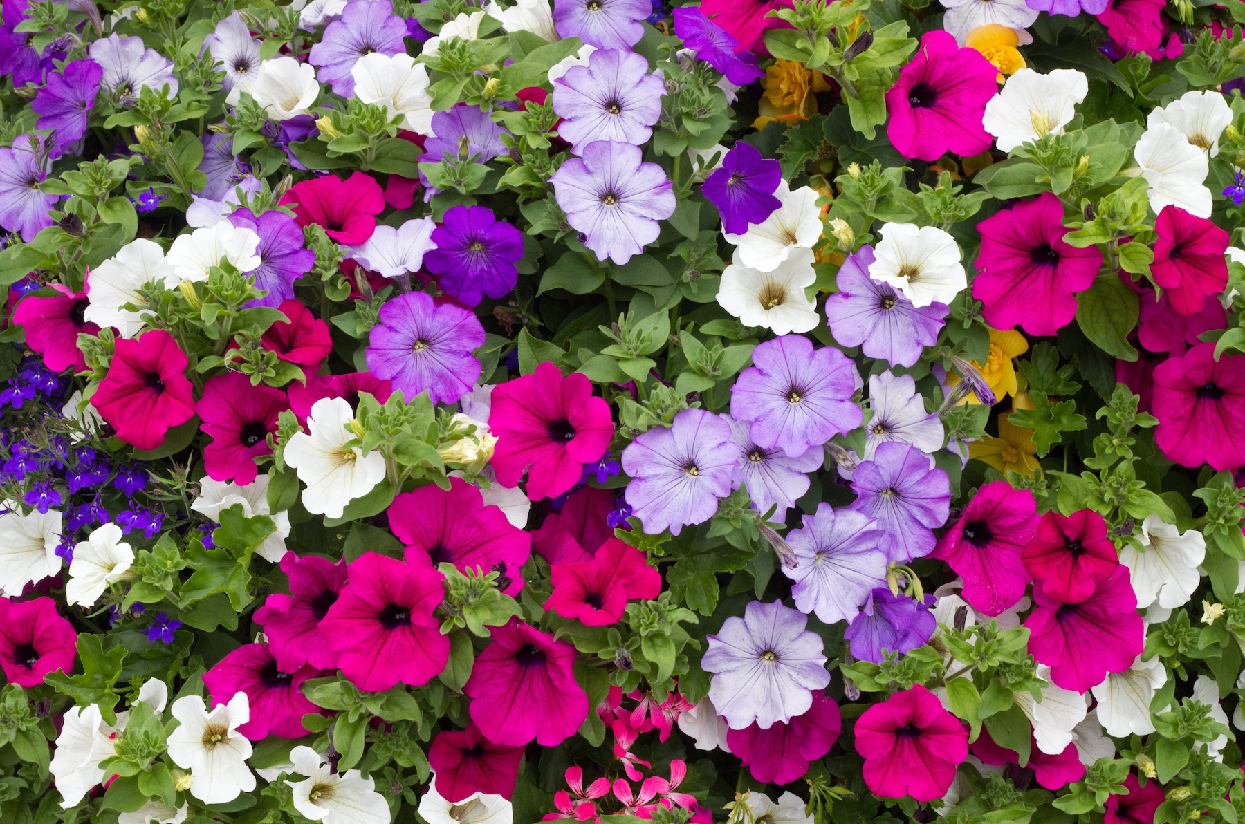 A dense cluster of petunias—prime hummingbird plants in Louisiana—in purple, pink, white, and red with lush green leaves peeking through.