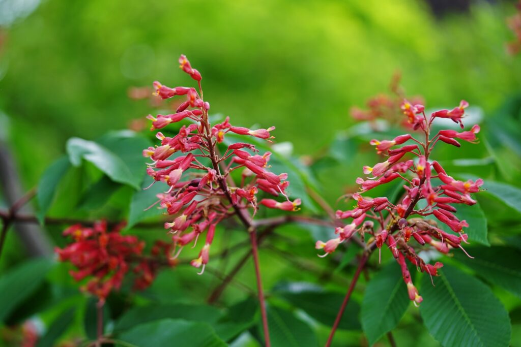 Clusters of red tubular flowers, popular hummingbird plants in Louisiana, with green leaves and a blurred bright green backdrop.