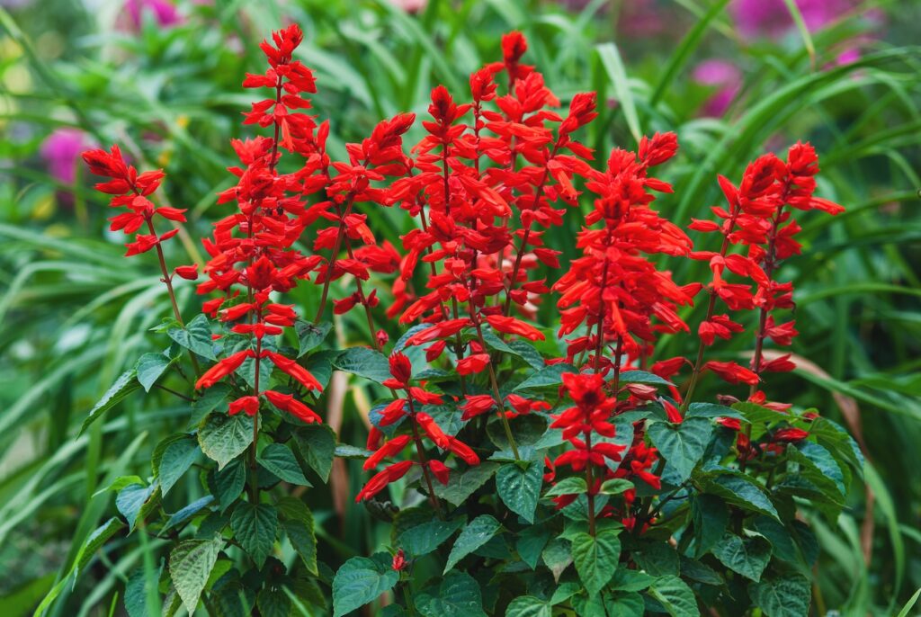 Bright red salvia flowers with green leaves thrive outdoors, making them popular hummingbird plants in Louisiana gardens.