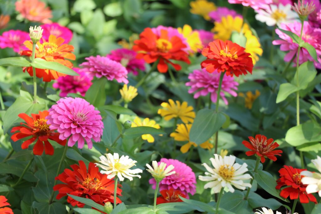 Various colorful zinnias in full bloom, among the top hummingbird plants Louisiana gardens love, surrounded by lush green leaves.