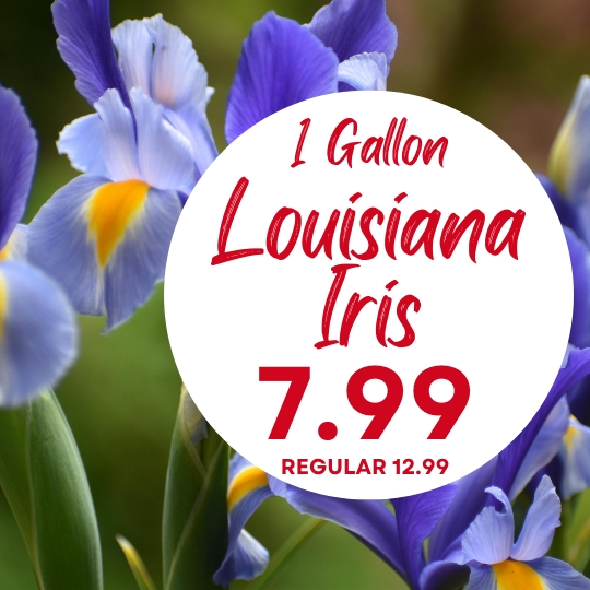 Purple and yellow Louisiana iris flowers with a sign reading "1 Gallon Louisiana Iris 7.99, regular 12.99" in red and white text.