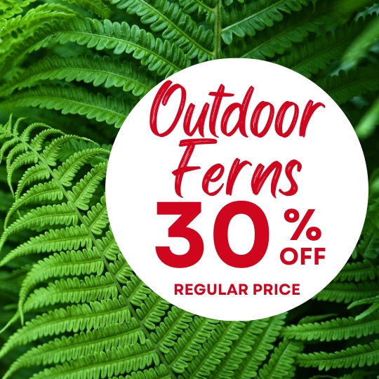 Close-up of green fern leaves with a white circle overlay stating "Outdoor Ferns 30% off regular price" in red text.