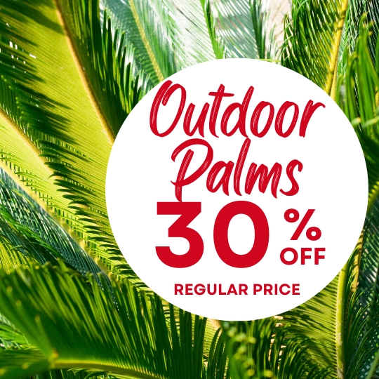 Palm leaves in sunlight with a white circle overlay featuring red text: “Outdoor Palms 30% Off Regular Price.”.