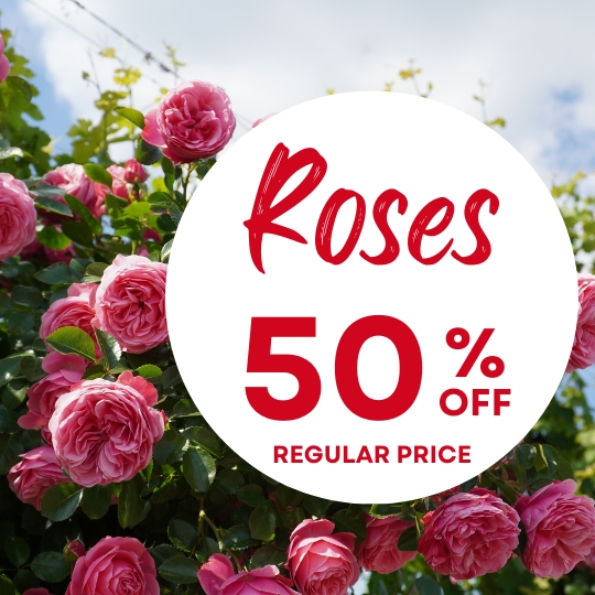 Pink roses grow on a bush beside a large sign that reads "Roses 50% Off Regular Price" in red text.