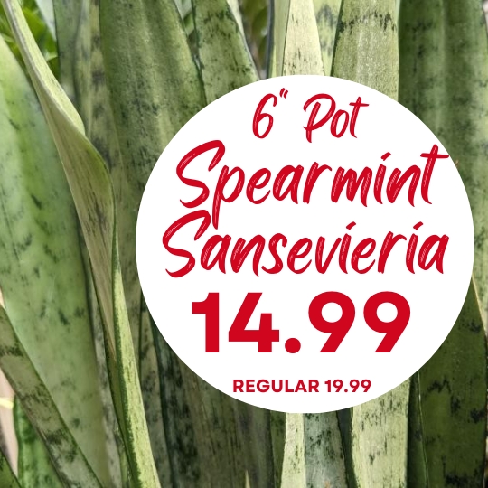 Close-up of spearmint sansevieria leaves with a circular sign showing: 6" Pot Spearmint Sansevieria $14.99, regular price $19.99.
