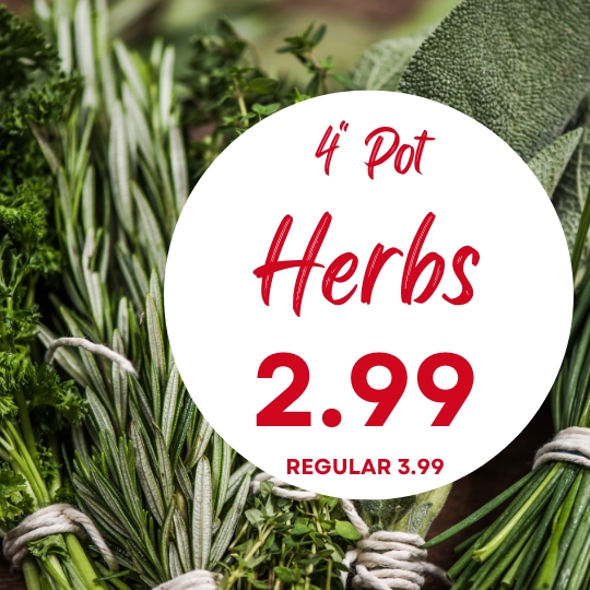 Bundles of fresh herbs tied with string, with a sign in red text reading "4'' Pot Herbs 2.99 Regular 3.99.