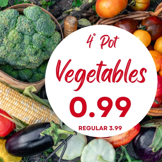 Assorted fresh vegetables with a sign advertising 4-inch pot vegetables for $0.99, regular price $3.99.