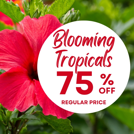 A bright pink tropical flower with text overlay: Blooming Tropicals 75% off regular price, against a green leafy background.