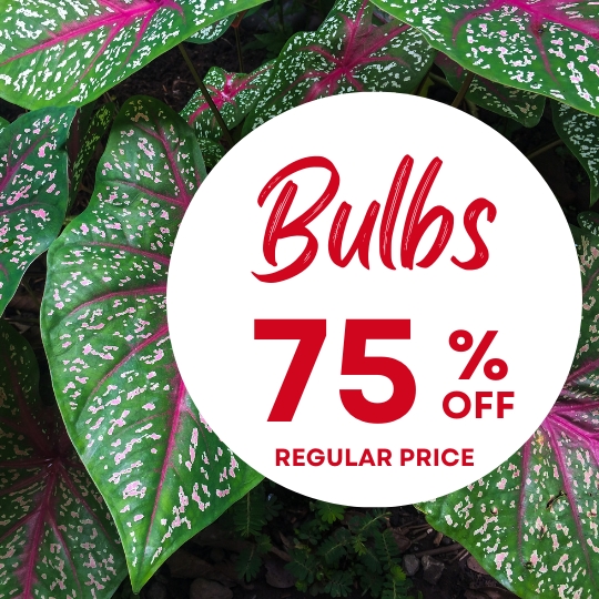 Green and pink spotted leaves in the background. White circle with red text: "Bulbs 75% off regular price.