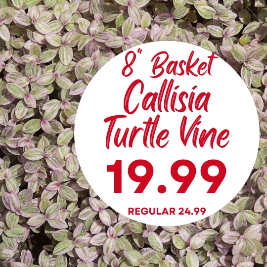 Close-up of Callisia Turtle Vine leaves with text: "8'' Basket Callisia Turtle Vine 19.99, Regular 24.99" in a white circle.