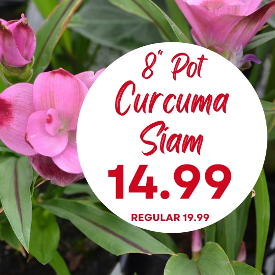 Close-up of pink Curcuma Siam flowers in pots with a sign showing "8'' Pot Curcuma Siam 14.99, Regular 19.99" in red text.