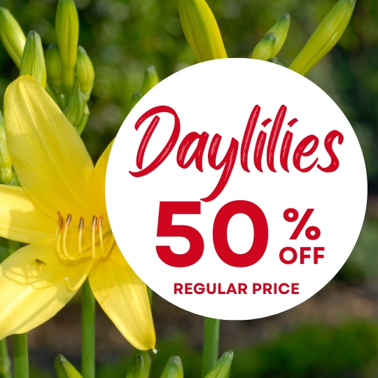 A yellow daylily flower with a circular sign that reads: "Daylilies 50% off regular price" in red text.