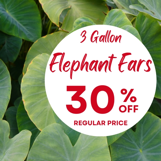 Large green elephant ear leaves in the background, with text advertising 3-gallon elephant ears at 30% off regular price.