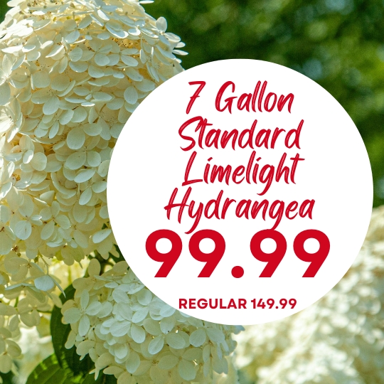 Close-up of white hydrangea flowers with text advertising a 7-gallon Limelight Hydrangea for $99.99, regularly $149.99.