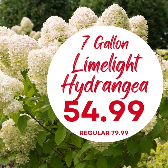 White limelight hydrangea flowers with a sign advertising 7-gallon plants for $54.99, regularly priced at $79.99.