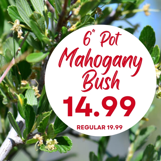 Close-up of green Mahogany bush leaves with a circular sign advertising "6'' Pot Mahogany Bush 14.99, regular 19.99.