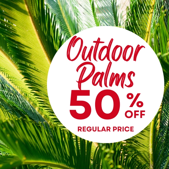 Green palm leaves in the background with a white circle showing "Outdoor Palms 50% off regular price" in bold red text.