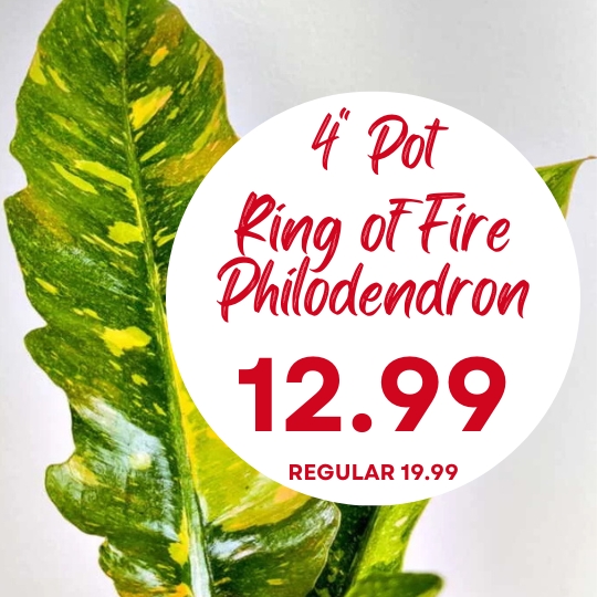 Close-up of a variegated Philodendron leaf with text advertising a 4" pot for $12.99, regularly priced at $19.99.