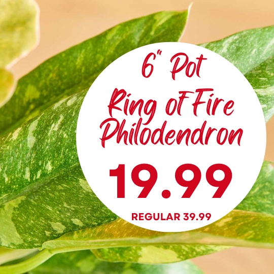 Close-up of green philodendron leaves with text: "6'' Pot Ring of Fire Philodendron 19.99 Regular 39.99" in a white circle.