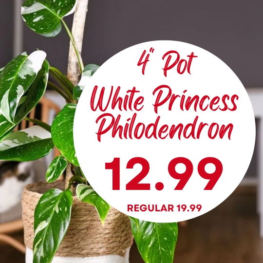 A 4-inch potted White Princess Philodendron on sale for $12.99, reduced from $19.99, shown in a decorative basket.