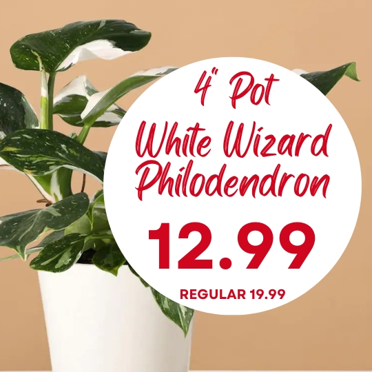 A White Wizard Philodendron plant in a white pot is advertised for $12.99, regularly $19.99, in front of a tan background.