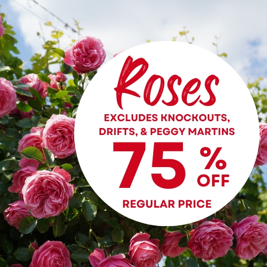 Pink roses on a bush with a white circle overlay reads: "Roses 75% off, excludes Knockouts, Drifts, & Peggy Martins, regular price.