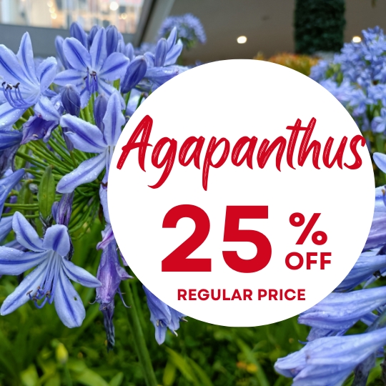 Close-up of agapanthus flowers with a circular sign reading "Agapanthus 25% off regular price" in red and white text.