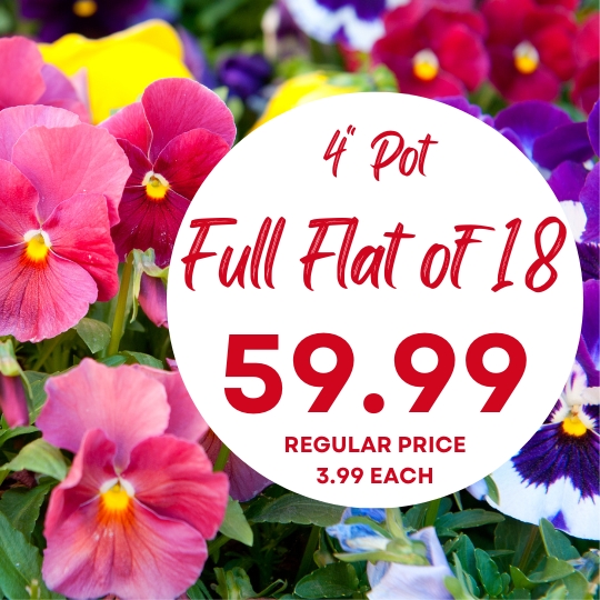 Close-up of colorful pansies with a sign reading “4″ Pot Full Flat of 18, 59.99, Regular Price 3.99 Each” in red text on a white circle.