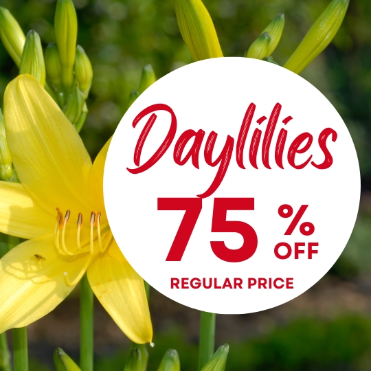 Yellow daylily flower with a white circle overlay reading "Daylilies 75% off regular price" in red text.
