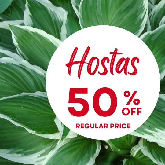 Green hosta leaves with white edges and a bold circular sign that says, "Hostas 50% off regular price" in red text.