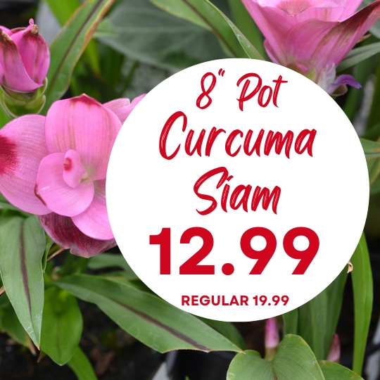 Pink Curcuma Siam flowers with green leaves and a sign reading “8” Pot Curcuma Siam 12.99 Regular 19.99.”.