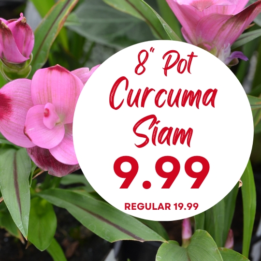 Pink Curcuma Siam flowers with green leaves and a sign reading “8” Pot Curcuma Siam 9.99 Regular 19.99” in red text.