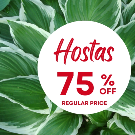 Green hosta leaves with white edges in the background. A white circle advertises “Hostas 75% off regular price” in red text.