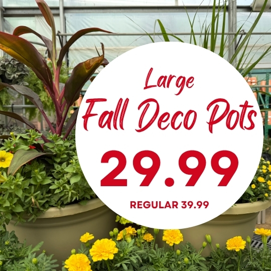 Large sign advertising fall decorative pots for $29.99, regularly $39.99, with potted plants and yellow flowers in the background.