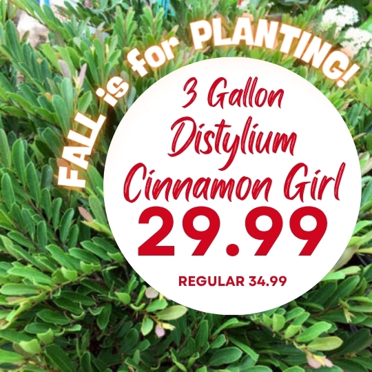 Green shrub with white circle shows text: 3 gallon Distylium Cinnamon Girl $29.99, regular $34.99. “Fall is for planting” in yellow letters.