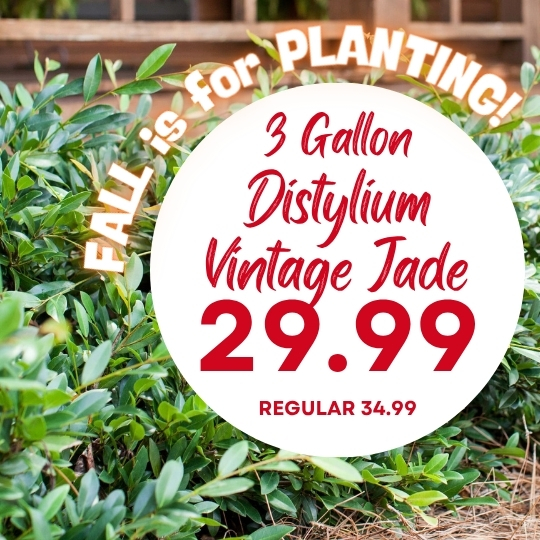Green shrubs with a large white sign advertising “3 Gallon Distylium Vintage Jade 29.99, Regular 34.99. FALL is for PLANTING!”.