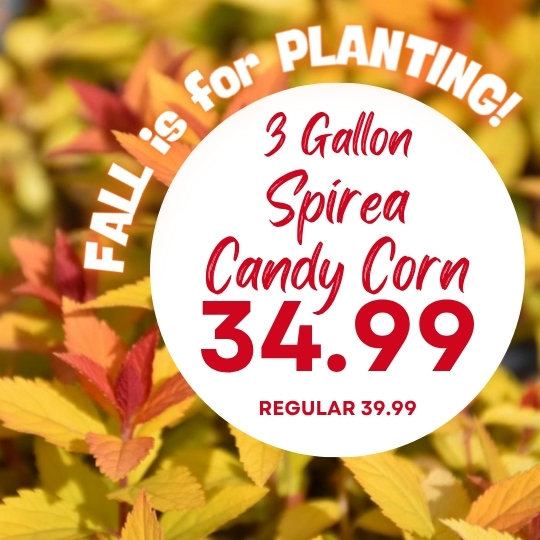 Text over colorful spirea leaves advertises “3 Gallon Spirea Candy Corn 34.99, Regular 39.99. Fall is for planting!”.