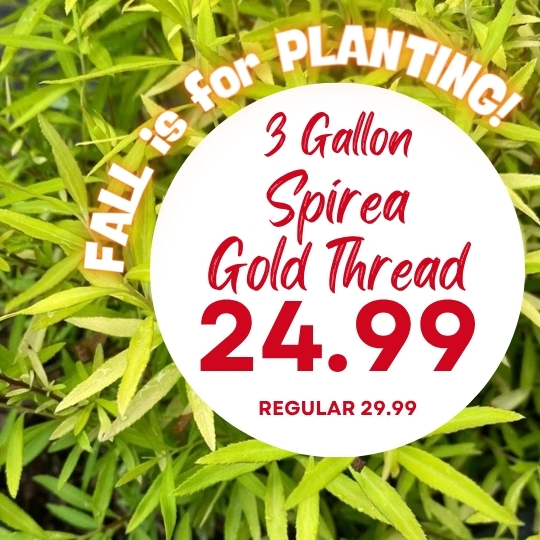 Close-up of Spirea Gold Thread plant with a circular sign reading “3 Gallon Spirea Gold Thread 24.99, regular 29.99.”.