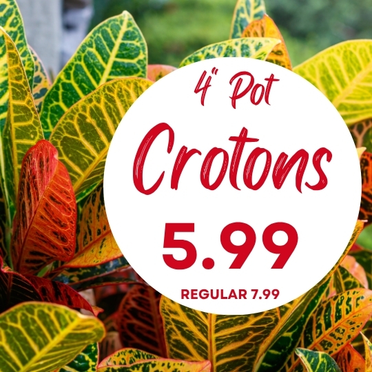 Close-up of croton plants with a sign reading “4′’ Pot Crotons 5.99 Regular 7.99” in red text on a white circle.